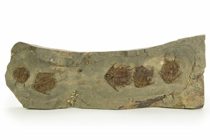 Line of Five Foulonia Trilobites - Fezouata Formation #328563